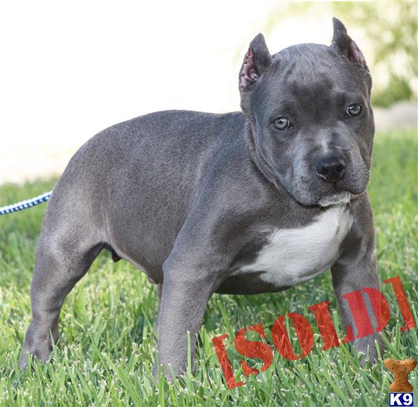 BUDDY....SOLD......WWW.BLUELEGACYPITS.COM